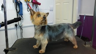 Sleek & Chic Dog Groomers