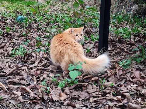 Wirral Whiskers