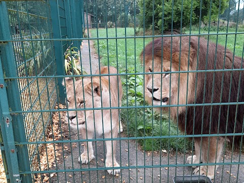 Folly Farm Adventure Park and Zoo