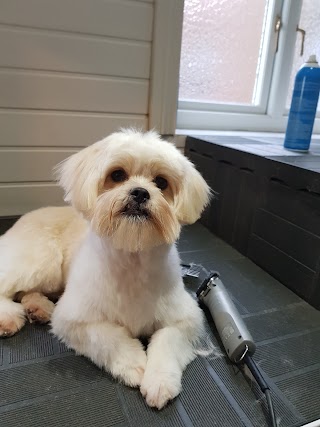 Doggy Do's Grooming Room