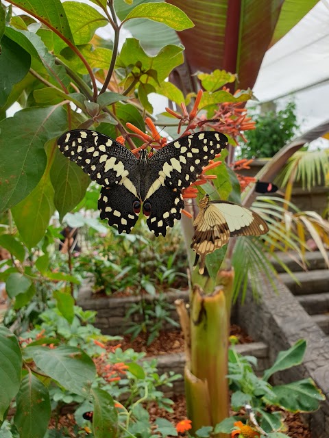 Stratford Butterfly Farm