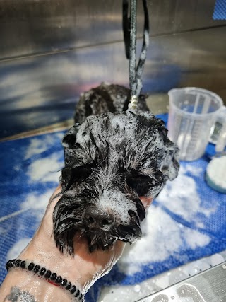 Waffle's dog grooming