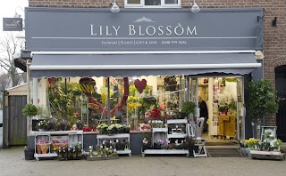 Lily Blossom