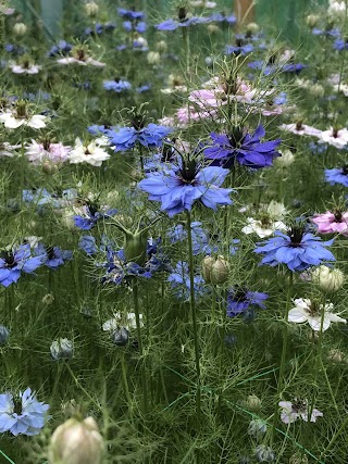 Nettlewood Flowers