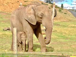 Elephants