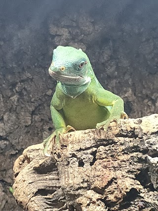 The Isle of Wight Reptilarium