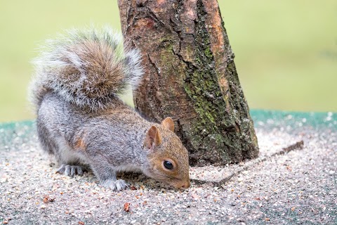 Center Parcs Wildlife Sanctuary