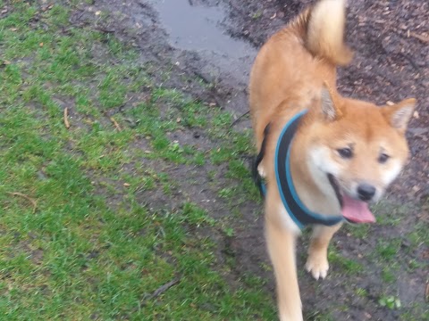 Tanya's Happy Hounds Dog Walking (Bournemouth Dorset)