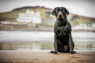 Harris Hounds