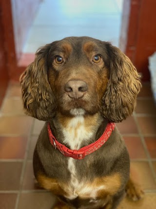 Hollybank Boarding Cattery & Kennels