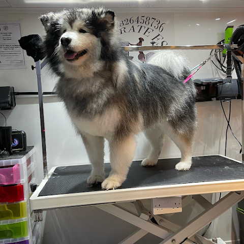 Crate Escape Pet Groomer Redditch