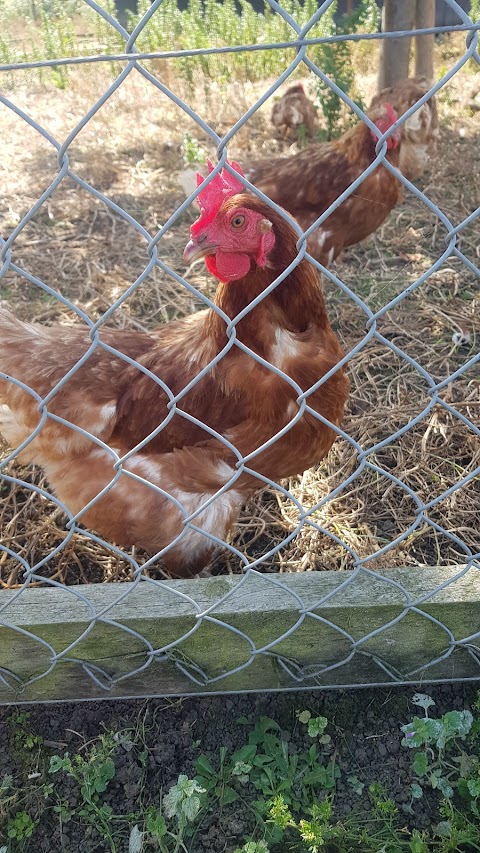 East Hull Community Farm