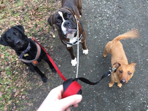 DogsGo4Walks