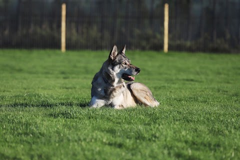 Laurel House Dog Walking Field