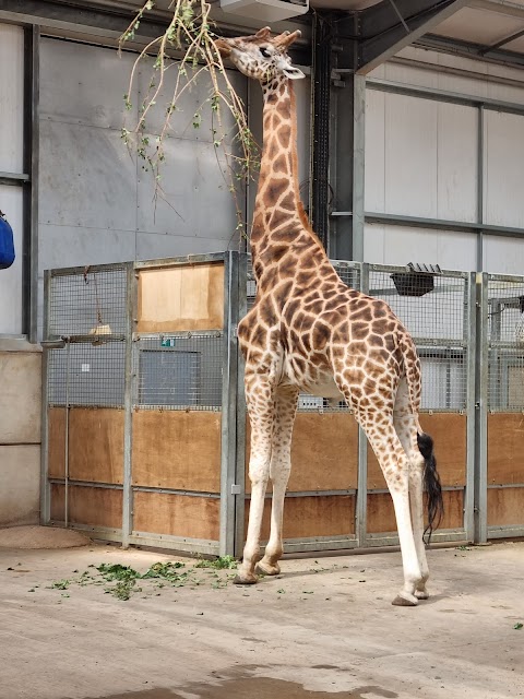 Giraffe House - Twycross Zoo