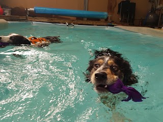 East Sussex Canine Hydrotherapy Centre