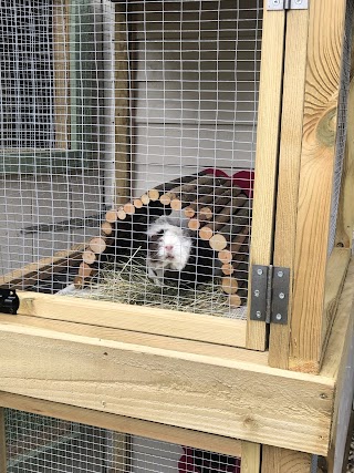 Dandelion Cottage Rabbit and Guinea Pig Boarding