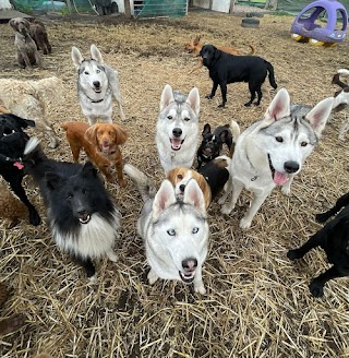 Fetch Doggy Day Care