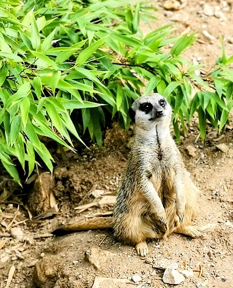 Lincolnshire Wildlife Park