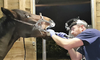 Celtic Equine Vets