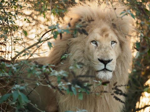 Wildheart Animal Sanctuary, Isle of Wight