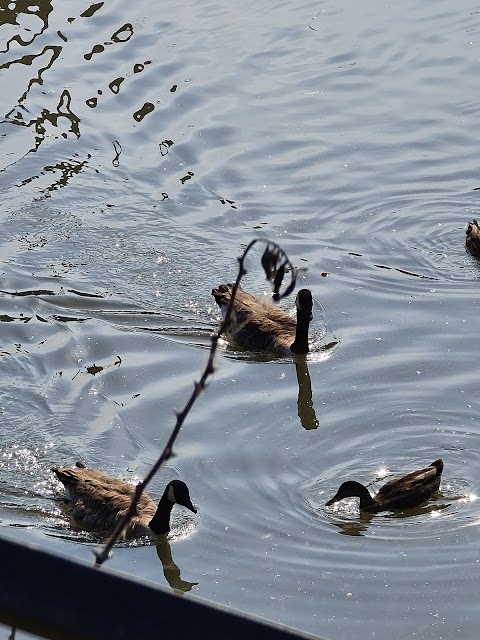 British Wildlife Britain