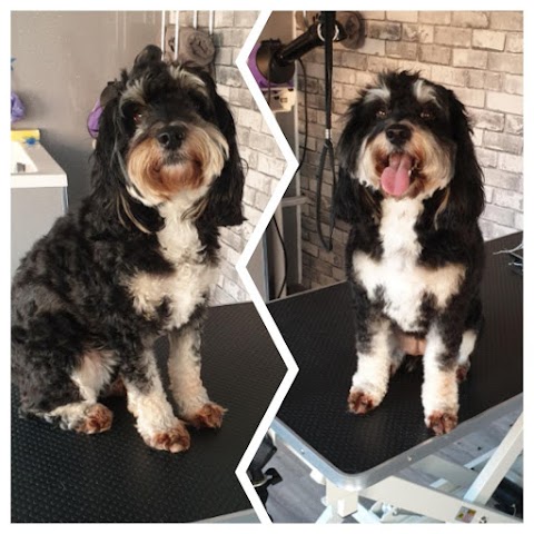 Barks & Bubbles Dog Grooming