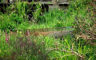 Stone Wood Water Light