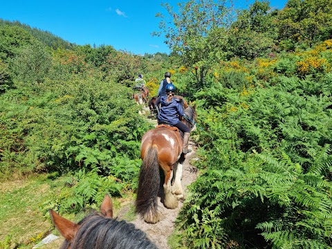 Adventure Clydesdale