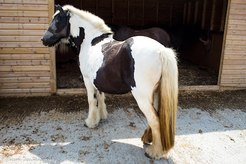 Redwings Horse Sanctuary