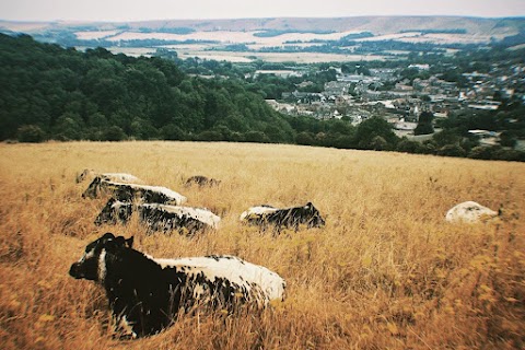 Malling Down Nature Reserve, Sussex Wildlife Trust