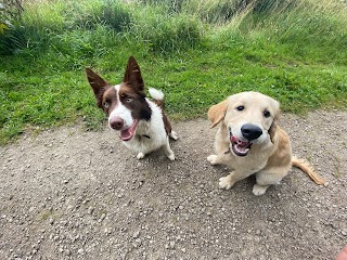 Paddy & Pals Dog Walking