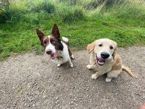 Paddy & Pals Dog Walking