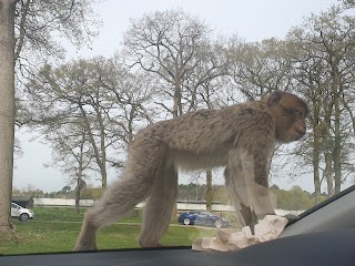 Woburn Safari park