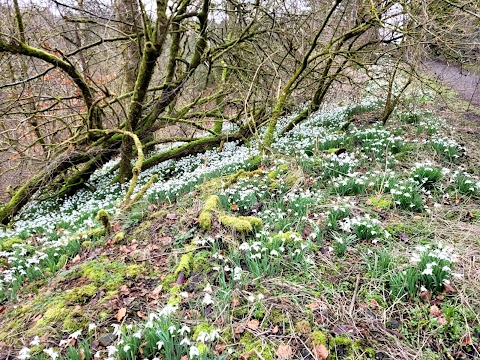 Cumbernauld Glen Wildlife Reserve