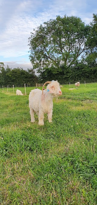 The Icknield Veterinary Group