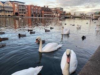 Swan & Duck Feeding Area