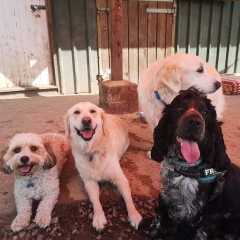 Pack Buddies Doggy Daycare Southampton