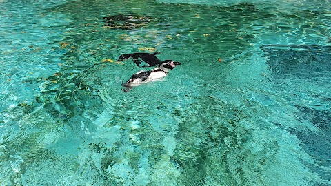 London Zoo Penguin Pool