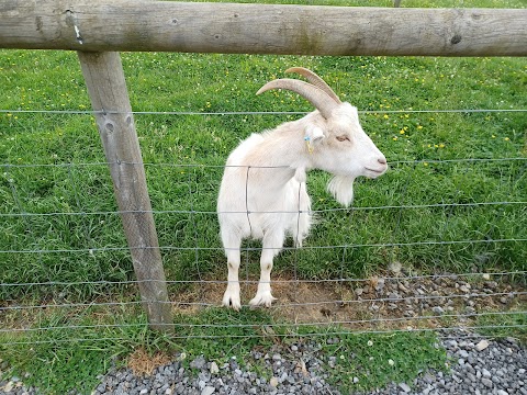 Cattle Country Farm Park