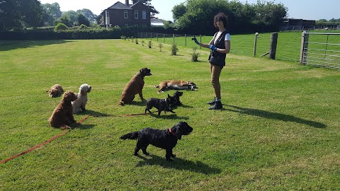 Rachael's Home Dog Boarding