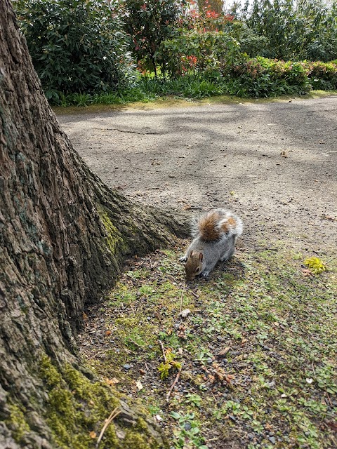 Friends of Fairy Hill Park