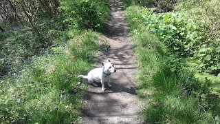 Coppice Boarding Kennels & Cattery