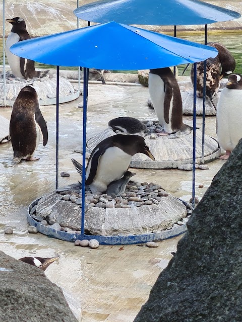 Edinburgh Zoo (Stop 1)