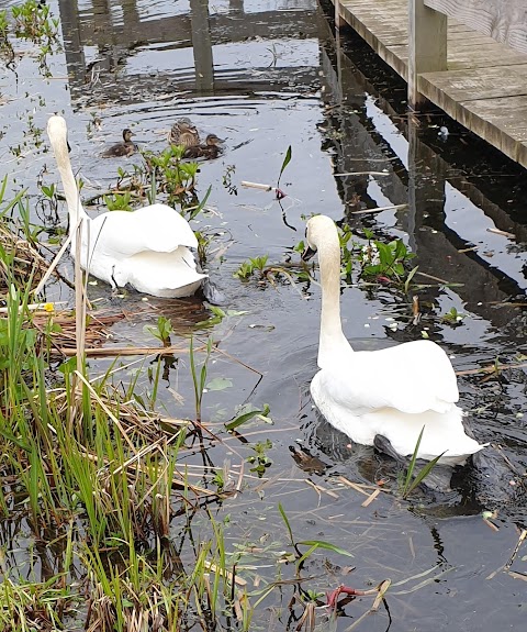 Wildlife Pond