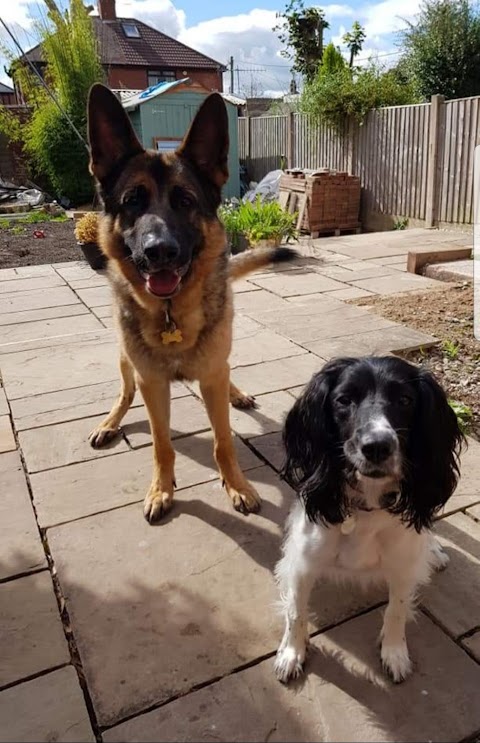 Lady and the Hound Dog Walking