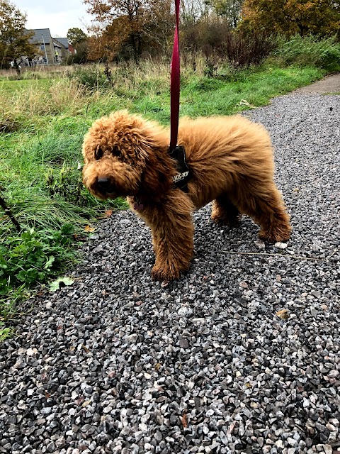 Play And Walkies - Dog Walking in Yate