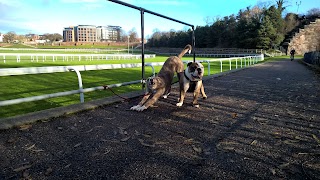 Furry friends dog walking and Socialisation service