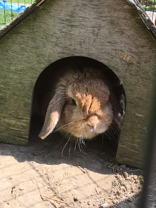 Laura's Rabbit And Small Boarding Tamworth