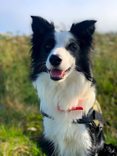 Brookfields Boarding and Canine Care Centre